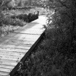 Black Bayou 4