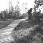 Black bayou 3